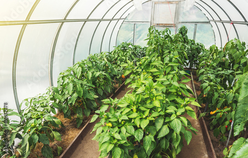 Small round polycarbonate greenhouse inside with paprika cultivation. Growing own organic vegetables, eco food