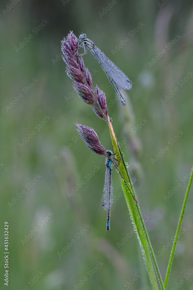 Azurjunger Azurjunger