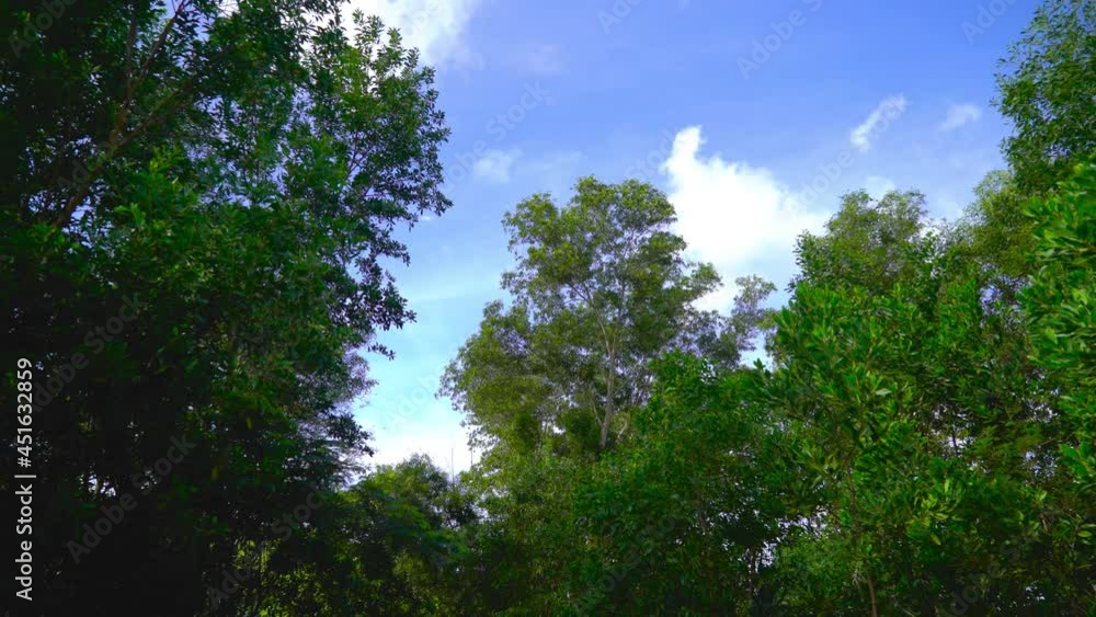 sun shining through trees