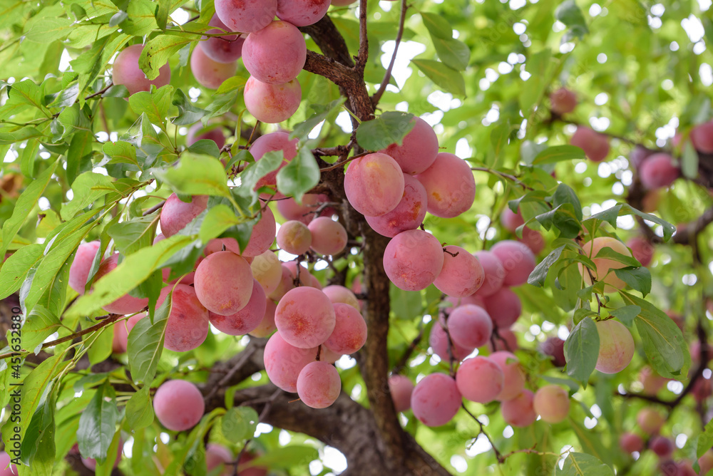 Fruits of a Japanese plum, on the tree Fruits of a Japanese plum, on the tree