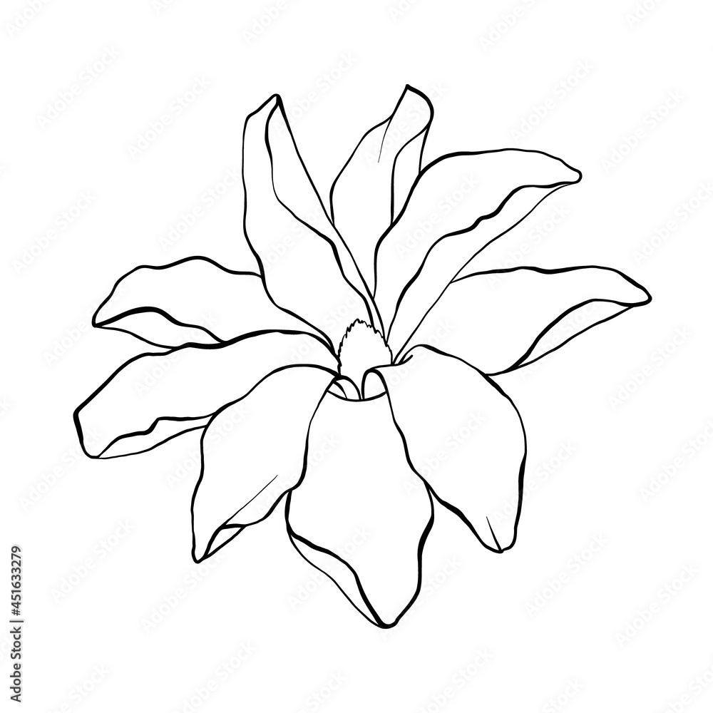 Magnolia tropical flower blossom drawing on white background. Sketch Hand Drawn line art Botanical Illustrations. Drawing vector graphics with floral pattern for natural design. Minimalist art