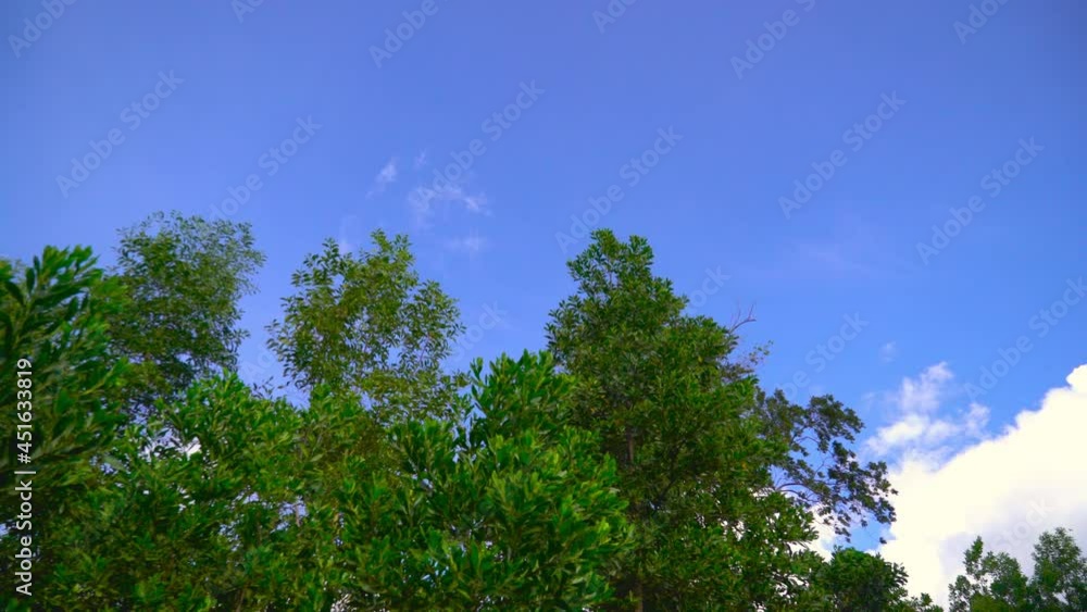 Green tree branches. Magical forest with sunlight in green leaf tree. Beautiful Sunrise Sun Sunshine In Sunny Spring Coniferous Forest. Sunlight Sunbeams Through Woods. Gimbal high quality shot Green tree branches. Magical forest with sunlight in green leaf tree. Beautiful Sunrise Sun Sunshine In Sunny Spring Coniferous Forest. Sunlight Sunbeams Through Woods. Gimbal high quality shot