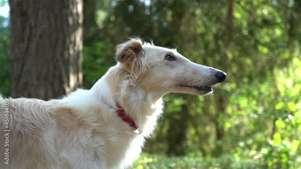 russian greyhound dog looking at its owner carefully and listening to him, outdoors park woods hunting russian greyhound dog looking at its owner carefully and listening to him, outdoors park woods hunting