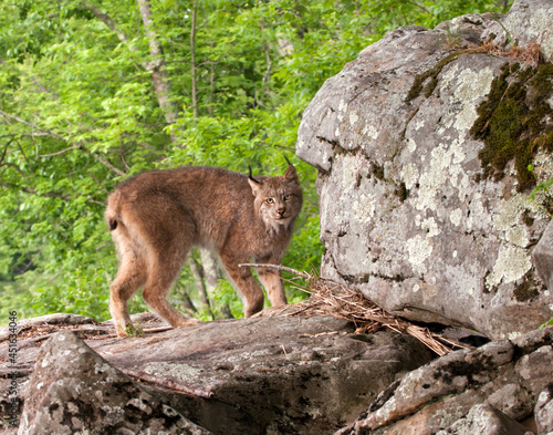 Lynx standing on rocks near a river