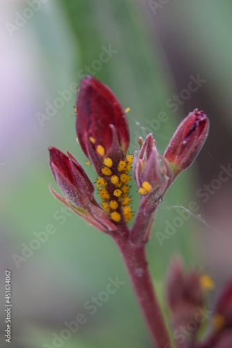 Pucerons sur laurier rose photo