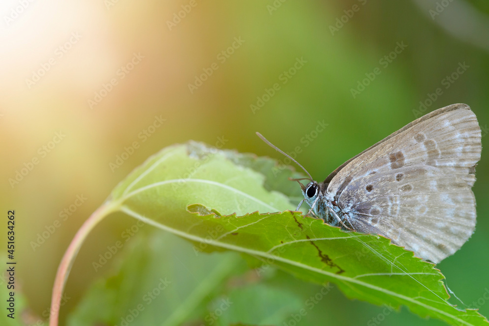 Fototapeta premium A butterfly on a leaf in the rays of the sun. Cupido argiades. Copy space