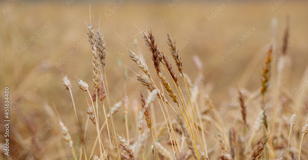 Ears of wheat or rye growing in the field at sunset. A field of rye during the harvest period in an agricultural field. Ears of wheat or rye growing in the field at sunset. A field of rye during the harvest period in an agricultural field.