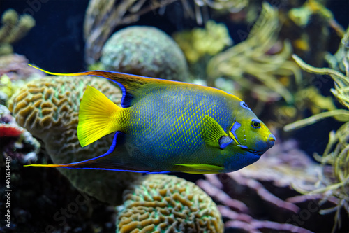 Queen angelfish Holacanthus ciliaris, also known as the blue angelfish, golden angelfish or yellow angelfish underwater in sea