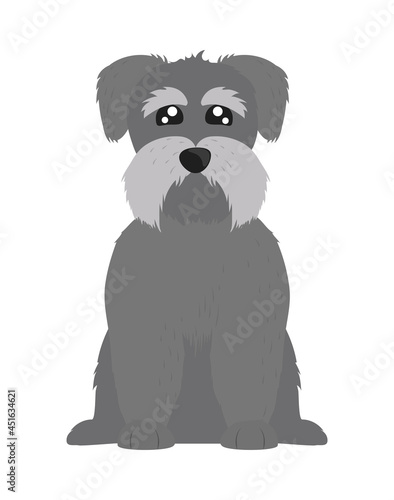 schnauzer dog pet