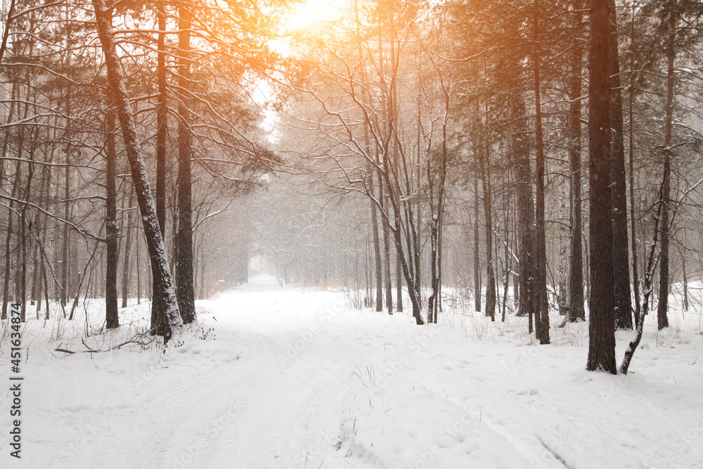 Fototapeta premium A snow-covered forest path, illuminated by day.A Walk On A Beautiful Winter Day.Background of a snowy fairy-tale winter with an alley of trees. High quality photo