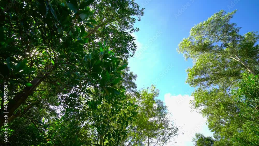 Green tree branches. Magical forest with sunlight in green leaf tree. Beautiful Sunrise Sun Sunshine In Sunny Spring Coniferous Forest. Sunlight Sunbeams Through Woods. Gimbal high quality shot Green tree branches. Magical forest with sunlight in green leaf tree. Beautiful Sunrise Sun Sunshine In Sunny Spring Coniferous Forest. Sunlight Sunbeams Through Woods. Gimbal high quality shot