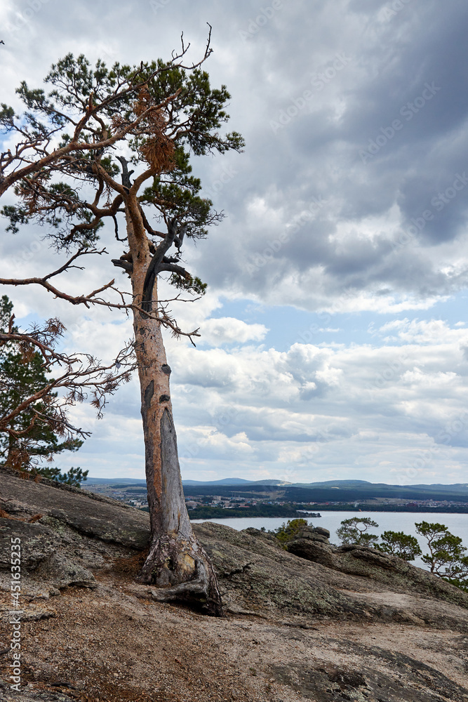 old pine tree growing on a cliff old pine tree growing on a cliff