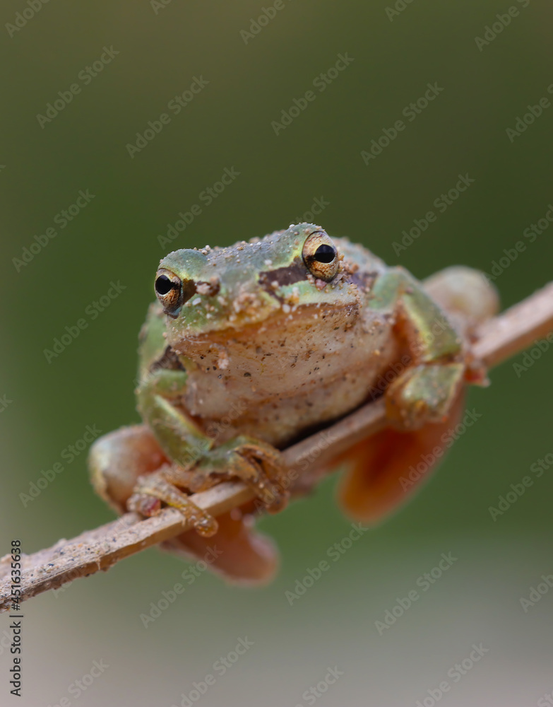 Obraz premium I share with you the very beautiful frames of the green tree frog in the nature environment 