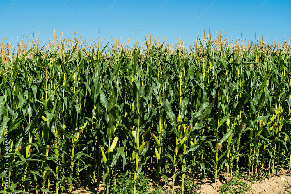 Maisfeld mit Silomais Maisfeld mit Silomais