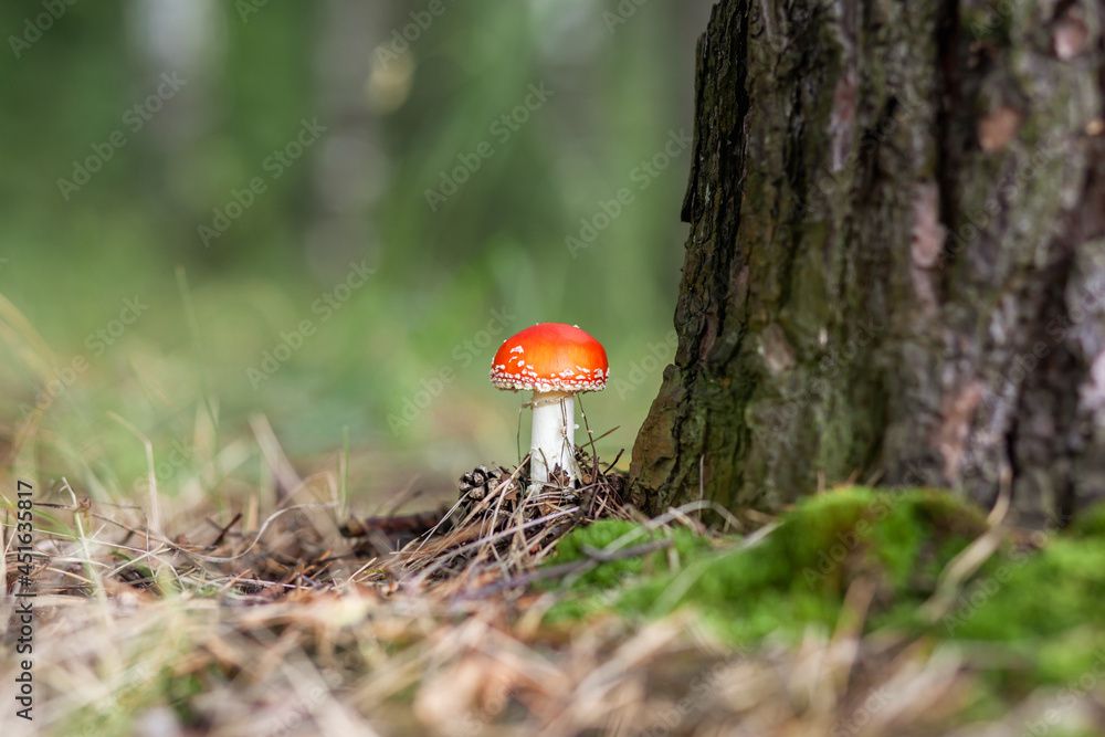 An inedible mushroom is a red fly agaric near a tree. Forest poisonous mushroom red fly agaric. Beautiful forest background with a red mushroom close-up. An inedible mushroom is a red fly agaric near a tree. Forest poisonous mushroom red fly agaric. Beautiful forest background with a red mushroom close-up.