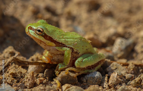I share with you the very beautiful frames of the green tree frog in the nature environment 