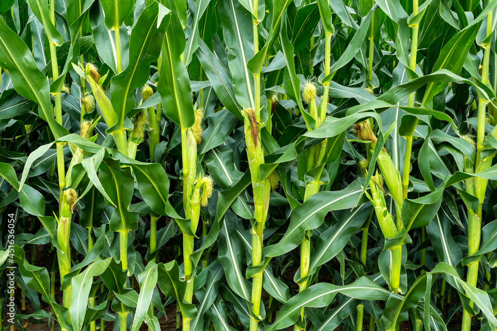 Naklejka premium Maisfeld mit Silomais