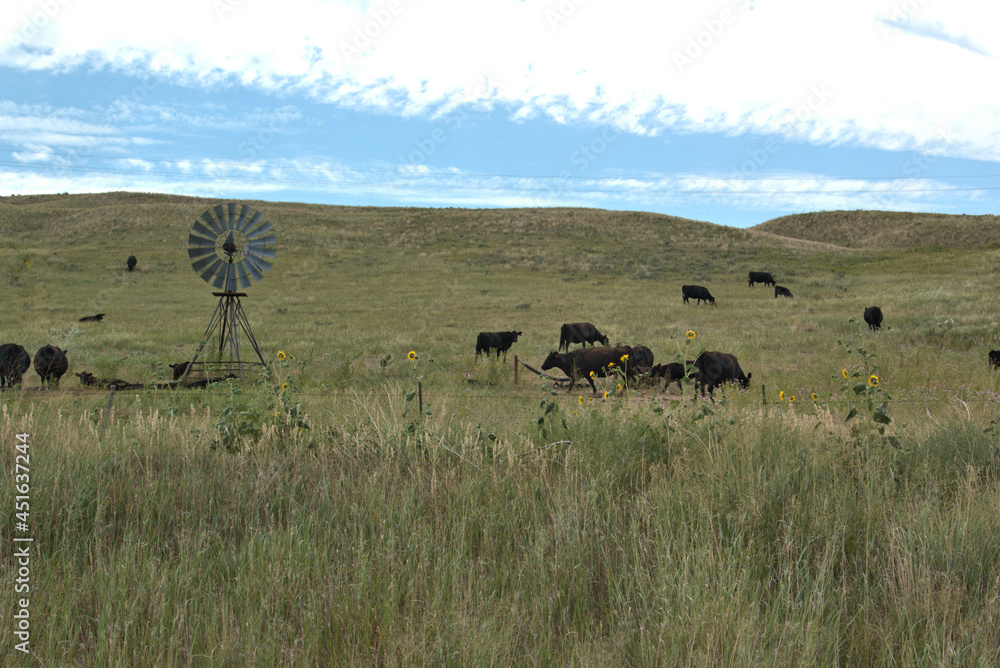 Cattle Ranching in the Sandhills of Western Nebraska