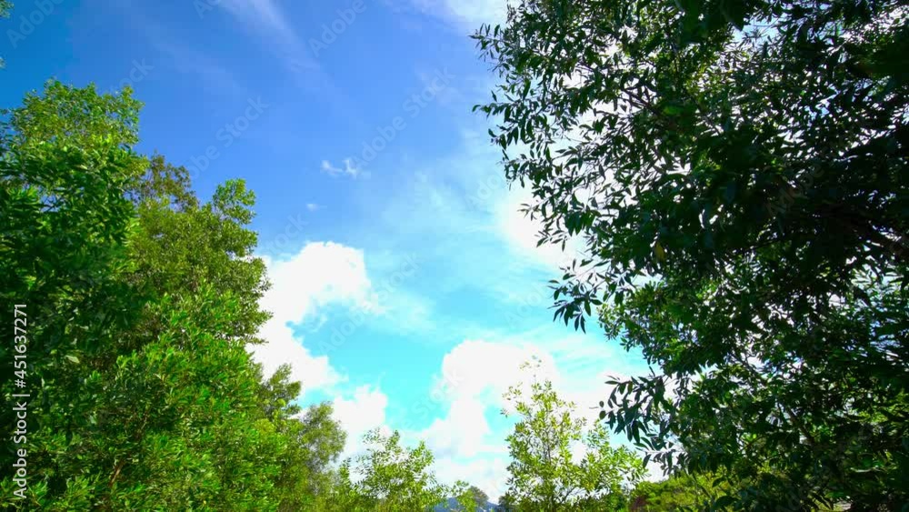 Green tree branches. Magical forest with sunlight in green leaf tree. Beautiful Sunrise Sun Sunshine In Sunny Spring Coniferous Forest. Sunlight Sunbeams Through Woods. Gimbal high quality shot Green tree branches. Magical forest with sunlight in green leaf tree. Beautiful Sunrise Sun Sunshine In Sunny Spring Coniferous Forest. Sunlight Sunbeams Through Woods. Gimbal high quality shot