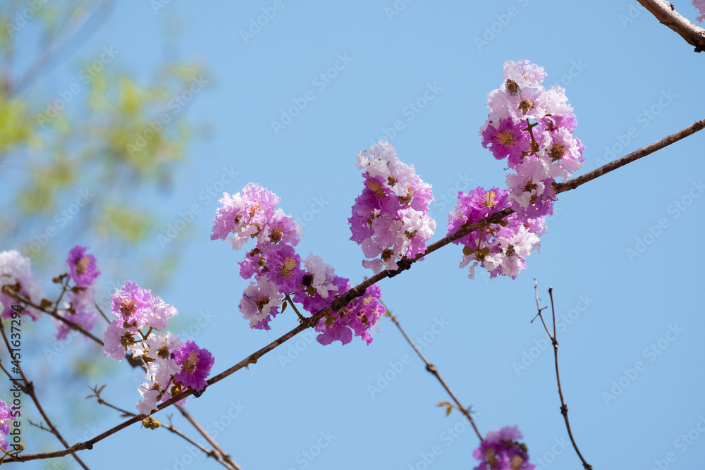 Flower of salao tree is a species of flowering plant in the family Lythraceae. Flower of salao tree is a species of flowering plant in the family Lythraceae.
