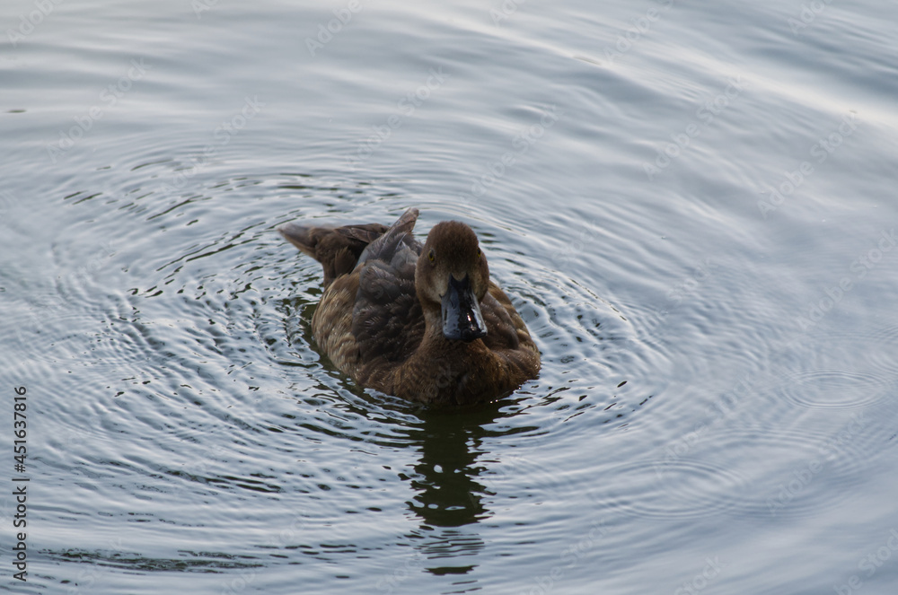 A Female Greater Scaup (Aythya Marila) in Water