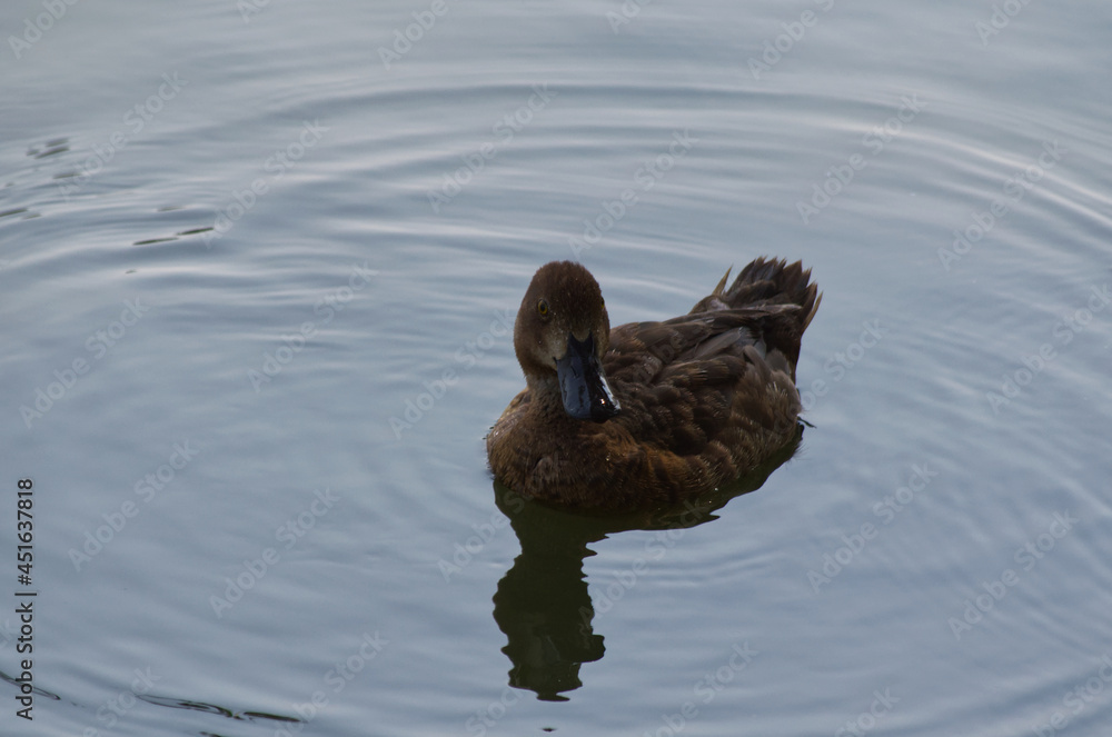 A Female Greater Scaup (Aythya Marila) in Water A Female Greater Scaup (Aythya Marila) in Water