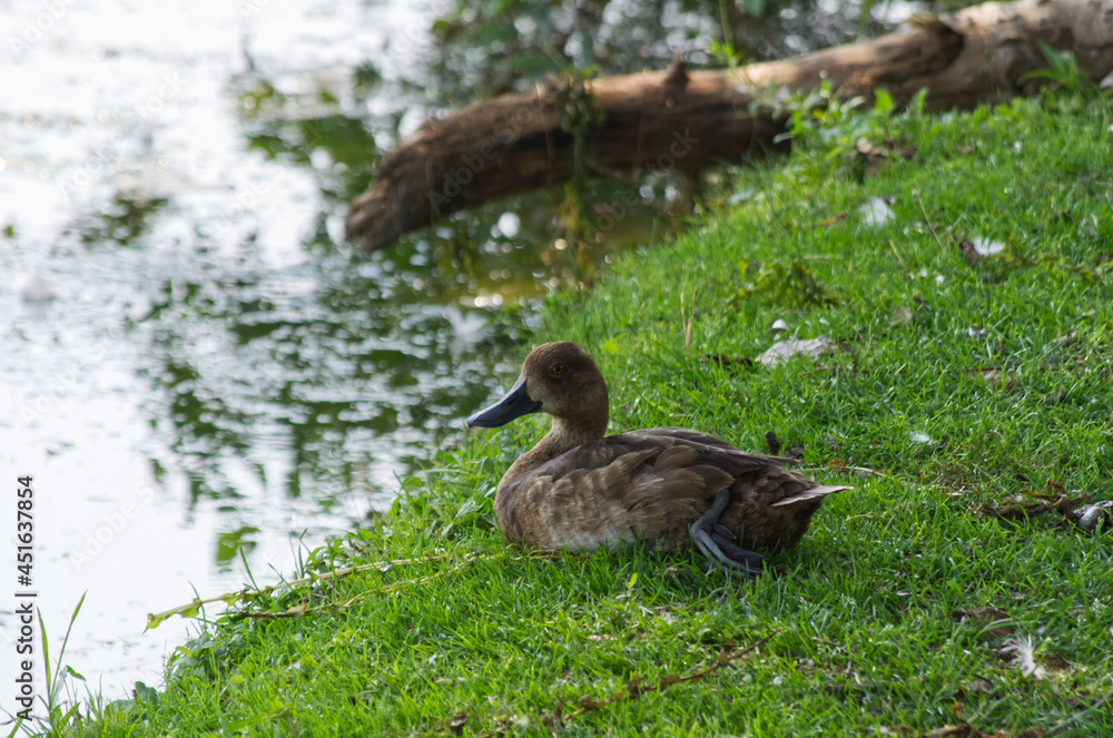 A Female Greater Scaup (Aythya Marila) near Water A Female Greater Scaup (Aythya Marila) near Water