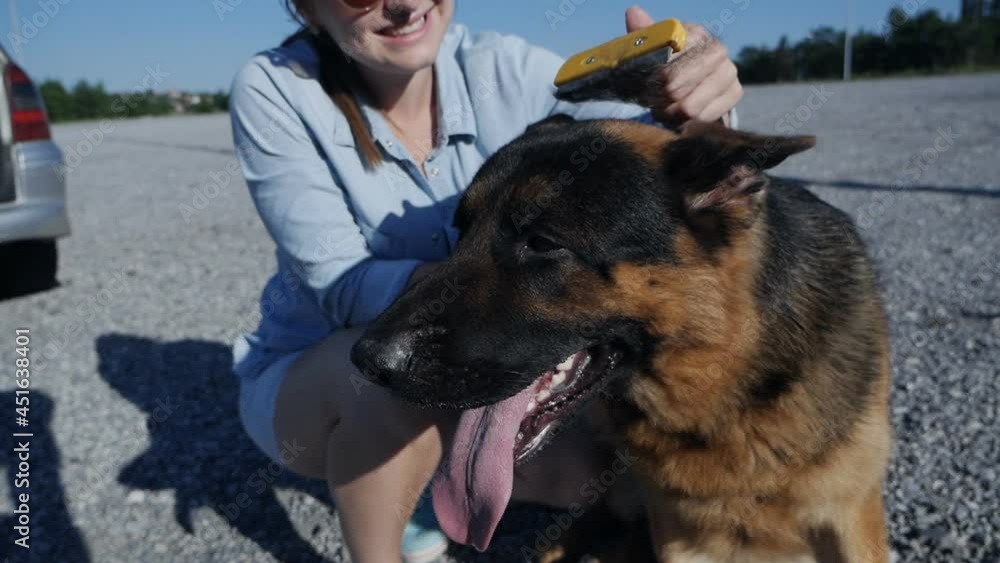 Pet care. Brushing the dog's hair. Girl combing a German shepherd Pet care. Brushing the dog's hair. Girl combing a German shepherd