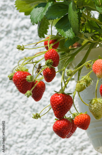 Reife Erdbeeren in einer Ampel
