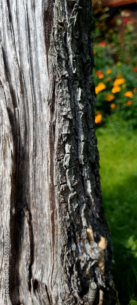 Fototapeta premium Closeup texture of tree bark. Pattern of natural tree bark background. Rough surface of trunk. 