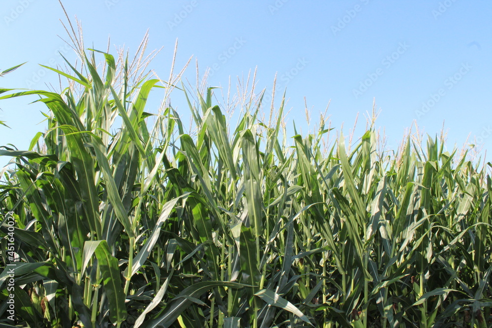 Top of Corn Top of Corn