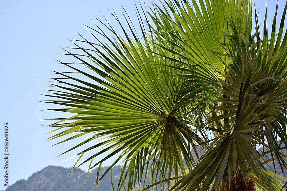 Fototapeta premium palm leaves close-up against the sky