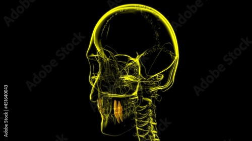 Human Teeth Premolars Anatomy 3D Illustration