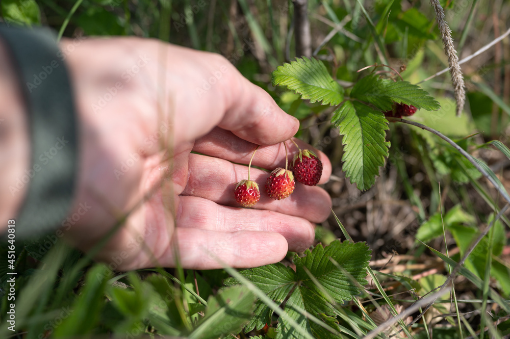 Man picking up wild strawberries in a forest