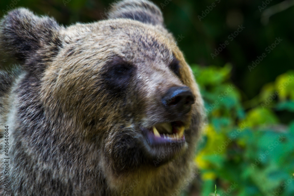 Fototapeta premium Bears on the Transfagarasan in Romania
