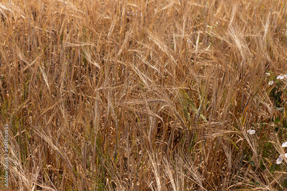 Fototapeta premium Dry golden wheat field on the farm close up.
