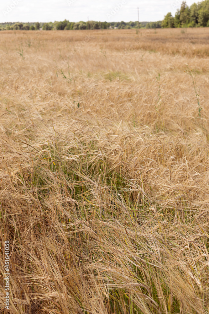 Dry golden wheat field on the farm close up. Dry golden wheat field on the farm close up.