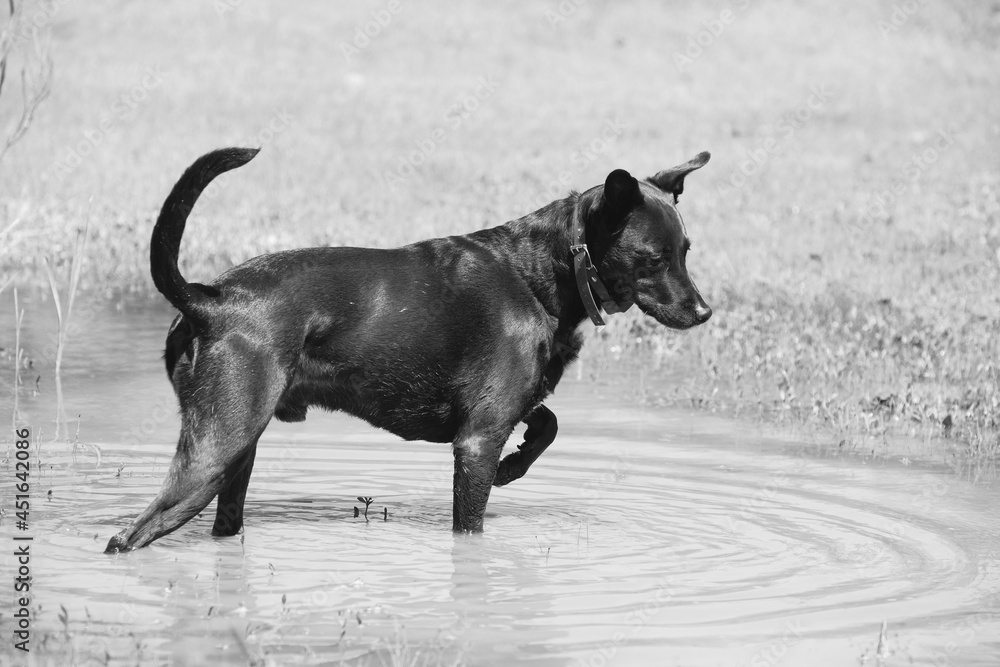 Pet dog standing in water outside. Pet dog standing in water outside.