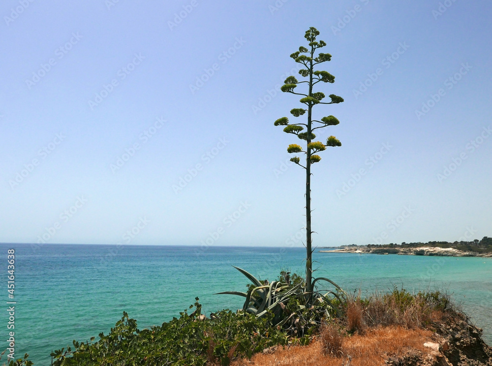araucaria contro il mare limpido della sicialia