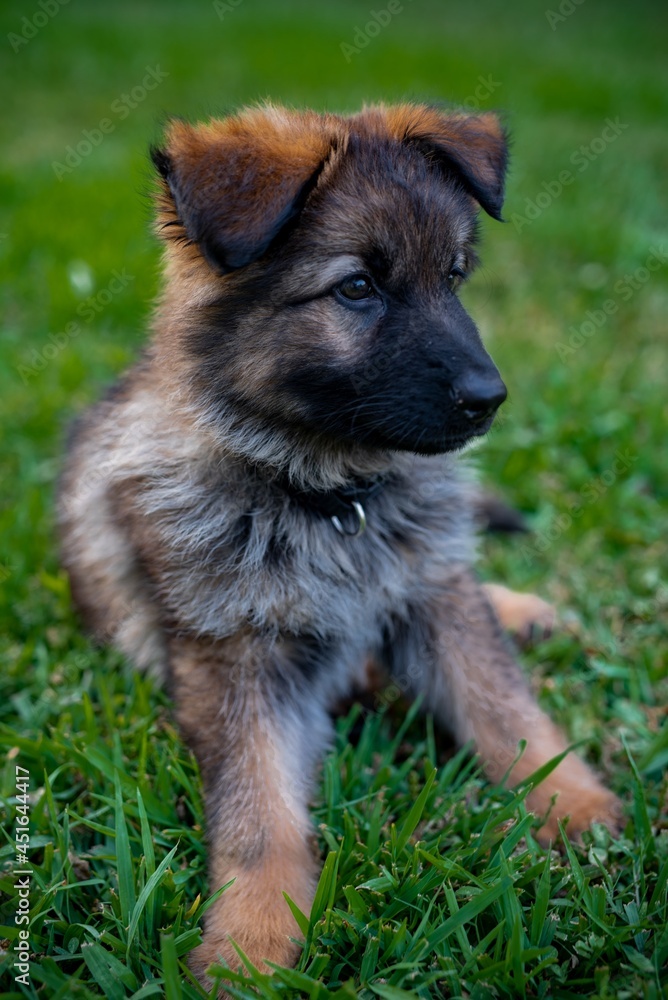 german shepherd puppy german shepherd puppy