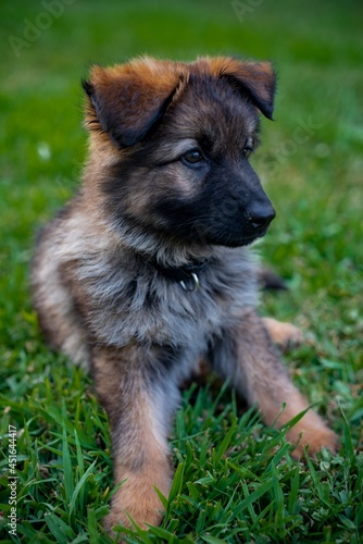 german shepherd puppy