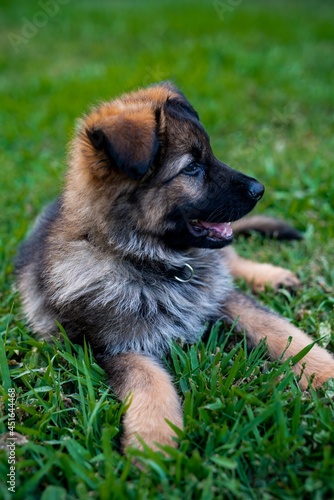 german shepherd puppy