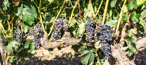 Fotografie Varios racimos de uvas tintas colgando de la rama de una vid en un viñedo de la