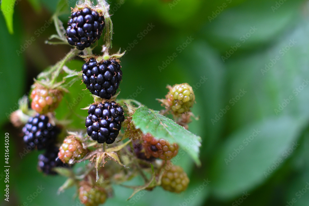 Owoce jeżyna rubus rosnące na krzaku Owoce jeżyna rubus rosnące na krzaku