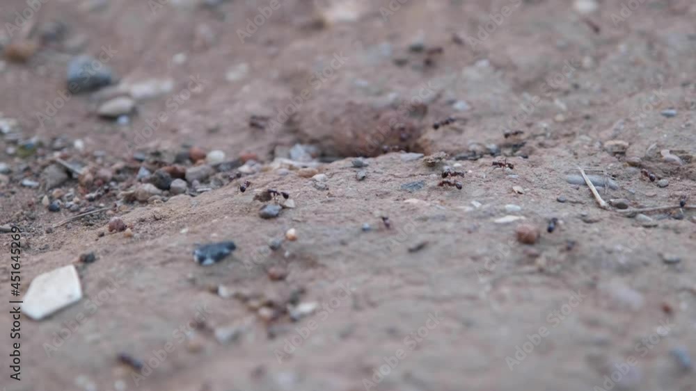 ant colony, close-up ant colony on the sand pile, 2 version ant colony, close-up ant colony on the sand pile, 2 version