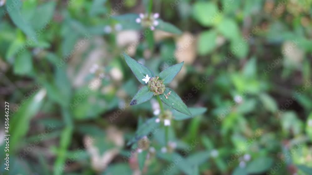 Close up green borreria (Spermacoce) laevis in the nature with natural background. This plant is weeds. Flowers are white to very pale purple, formed in axillary clumps. Close up green borreria (Spermacoce) laevis in the nature with natural background. This plant is weeds. Flowers are white to very pale purple, formed in axillary clumps.