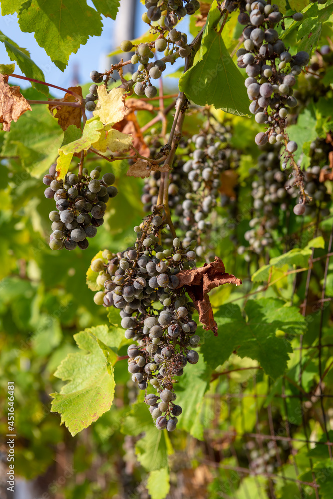 Grapes affected by disease growing on the vine.