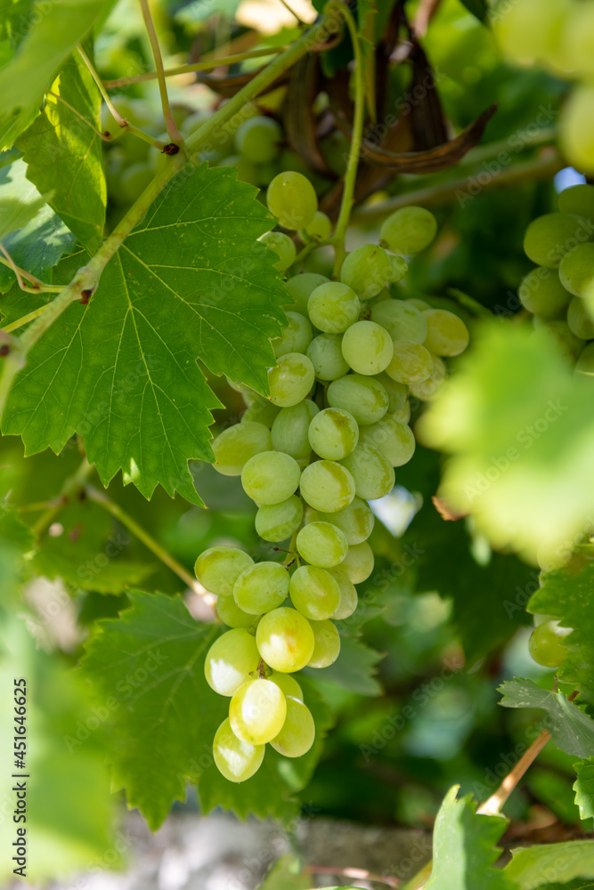 Beautiful ripe green grapes growing on the vine.