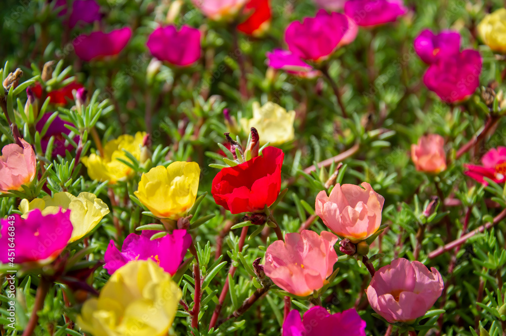 purslane flowers with selective focus in the park purslane flowers with selective focus in the park