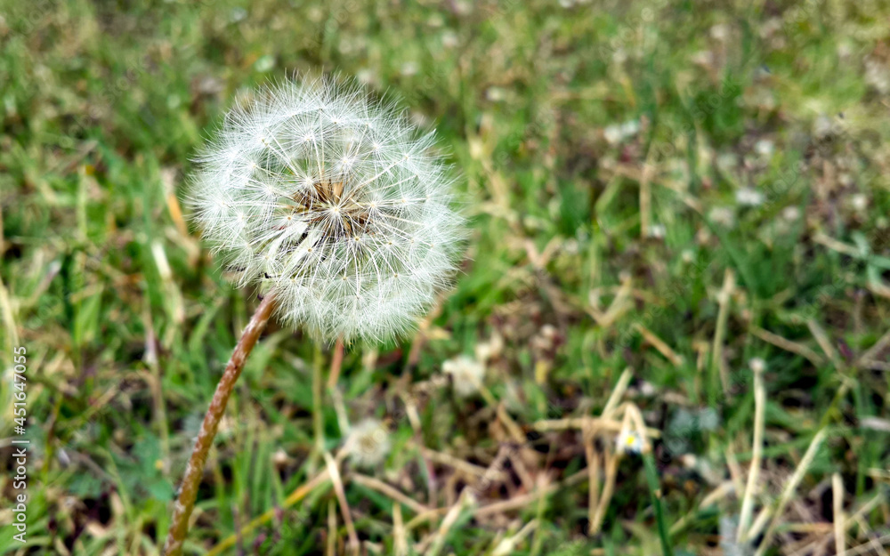 Dandelion Dancing With The Wind